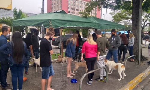 Volta Redonda promove 8ª edição de feira de adoção de cães e gatos